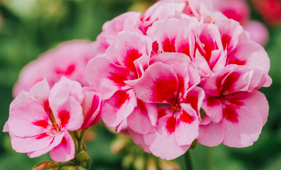 Tazza/bicchiere con cannuccia floreale rosa - Show Garden Arezzo